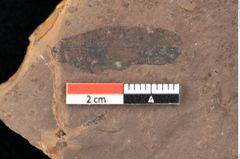 Foto (Detailsansicht) von Quercus palaeoilex Ettingshausen (NHMW-GEO-2024-0188-0809)